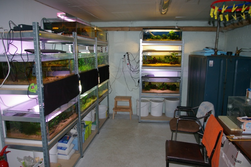 Evolution de ma fishroom Imgp4521