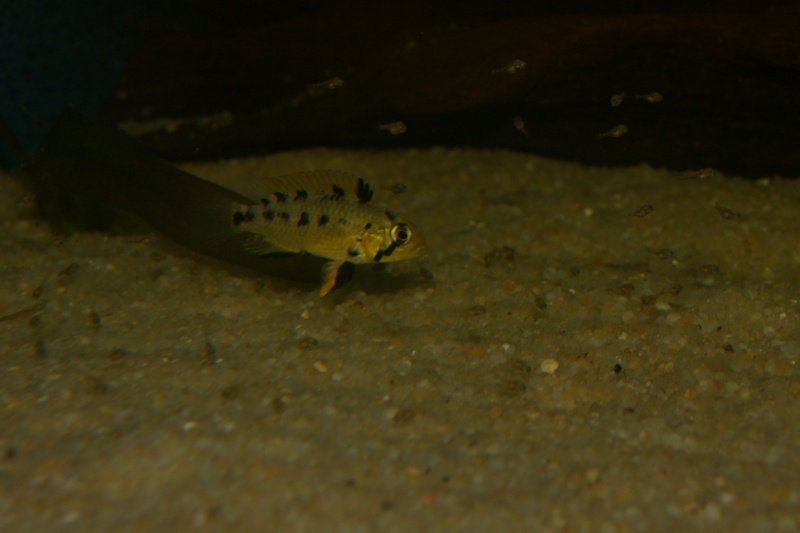 APISTOGRAMMA ALACRINA Imgp4711