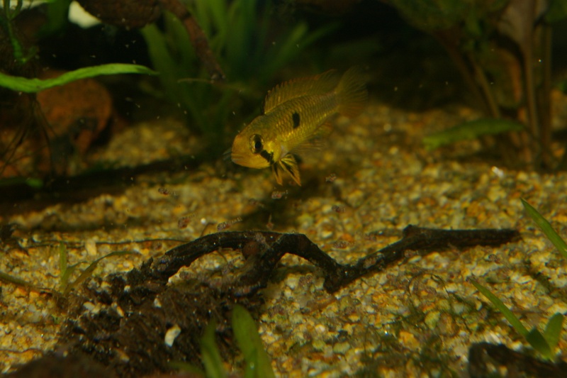 APISTOGRAMMA SP. ABACAXIS Imgp6211