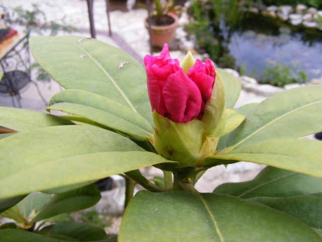 Rhododendron Dscf3116