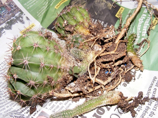 semi d echinopsis oxsygona Dscf5913