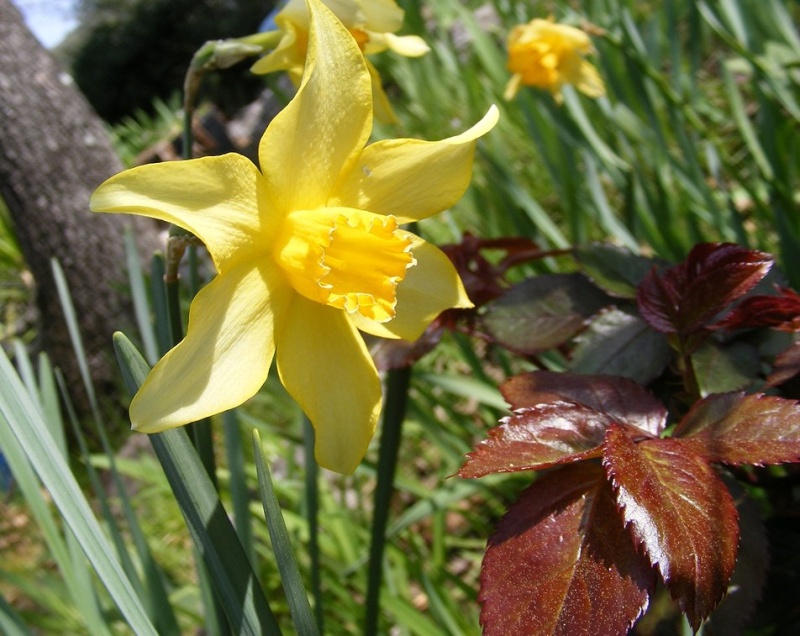 Miettes de printemps Dscf6233