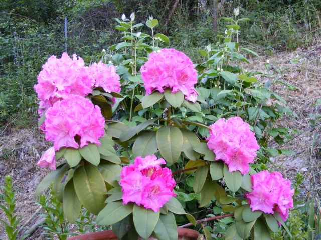 Rhododendron Dscf6714