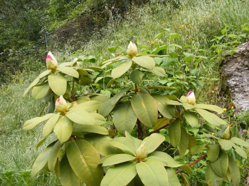 Rhododendron R110