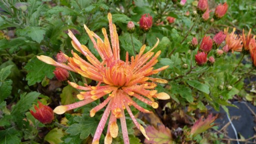 Les Chrysanthèmes d'automne en folie!! - Page 4 Fleur138