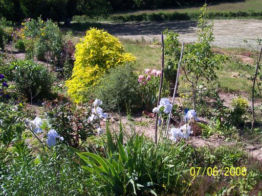 Le petit jardin....je ne pense pas vivre une éternité!!! - Page 2 Fleurs30