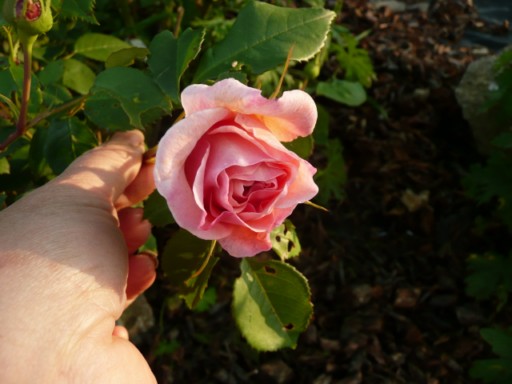 Les roses de nos jardins! - Page 4 Fleurs77