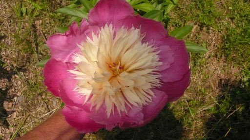 Paeonia, ou pivoines! - Page 2 P1010513