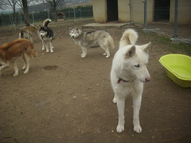 Orca, Husky, âgée de 14 ans née 20 Décembre 2000,  Eden Valley  ASSO39 18_fav10