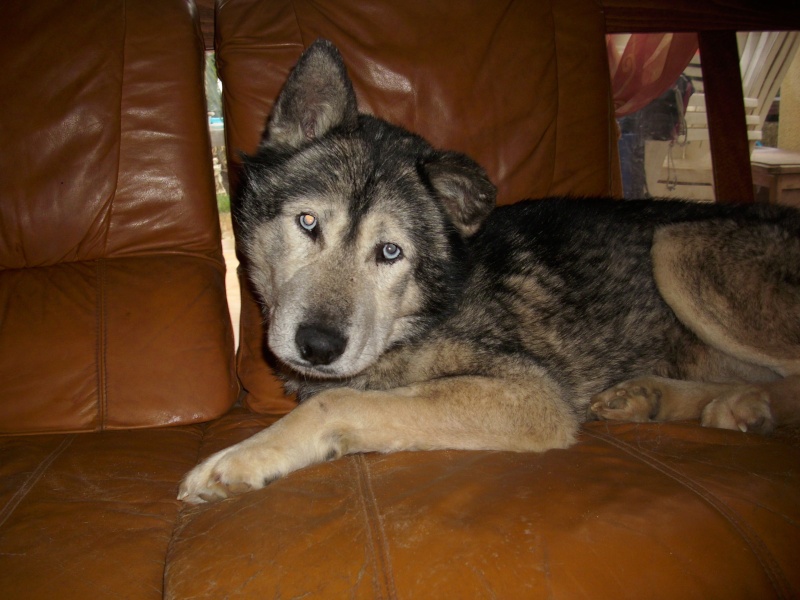 LUCKY Husky 16 ans et demi ASSO65 DECEDE Divers11