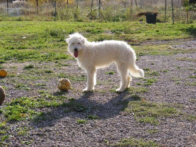 ( adopté) BIANCA Griffone blanche Femelle. 7/8 mois  (F.A 84) Dscf1021