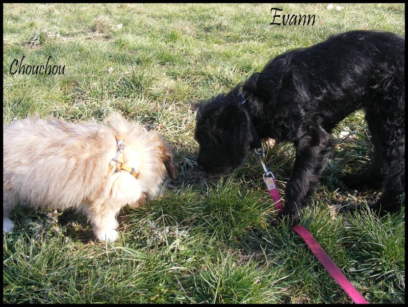 adopté  -EVANN  male 3 mois schnauzer X griffon  ('F.A 84) Dscf8247