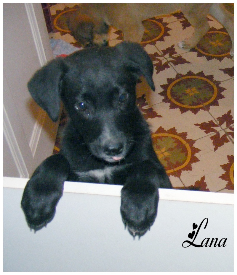 (adopté)  LANA  femelle de 2 mois et demi (croisé berger/dogue) en F.A 84 Lana110