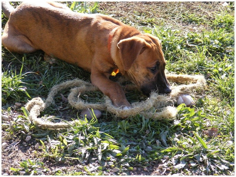 LOKA femelle croisé boxer/lab 3 mois en f.a 84  (adoptée) Loka_c12