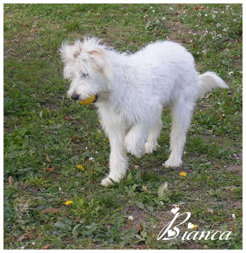 ( adopté) BIANCA Griffone blanche Femelle. 7/8 mois  (F.A 84) Rappel10