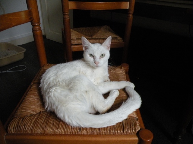 Zo, chatte blanche de 3 ans, strilise (54) Zoa10