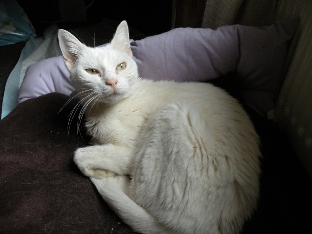 Zo, chatte blanche de 3 ans, strilise (54) Zoa110