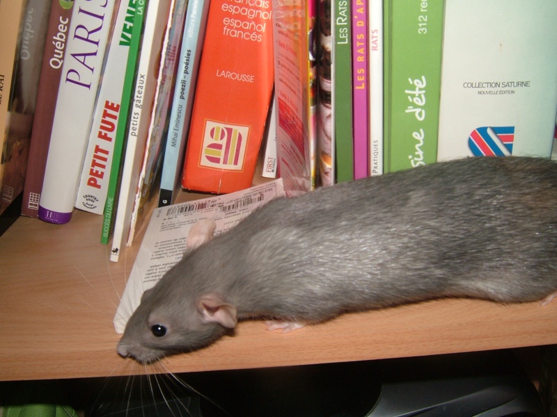Rat de bibliothèque!! Dscf7212