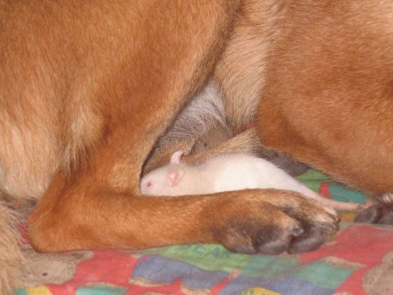 [Propose]adorable raton beige récupéré blessé Img_1311