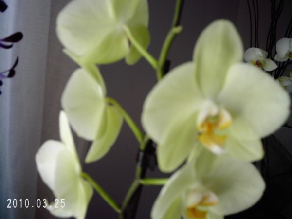 POUR LES AMOUREUX DES ORCHIDEES--- - Page 2 Orchid12