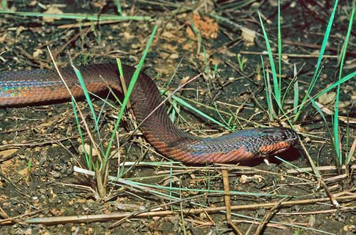 Le serpent caméléon Serpen10