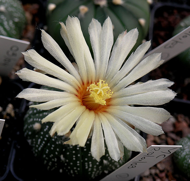 Fiche de culture Astrophytum asterias 57-00810