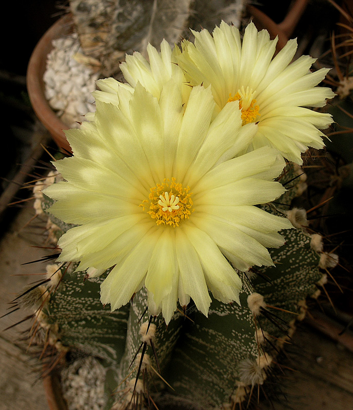 Astrophytum (fiche d’espèce) Astrop35