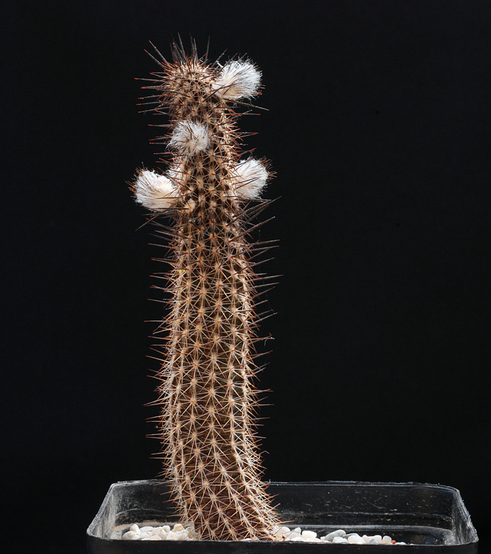 Echinopsis mirabilis Echino29