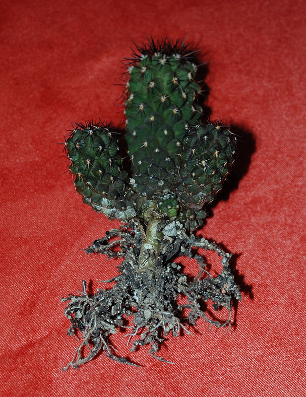 Greffes de cactus Et-02-10
