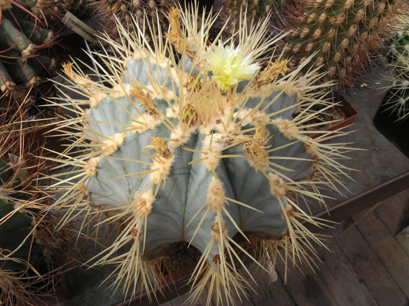 Fiche de culture Ferocactus glaucescens Feroca12