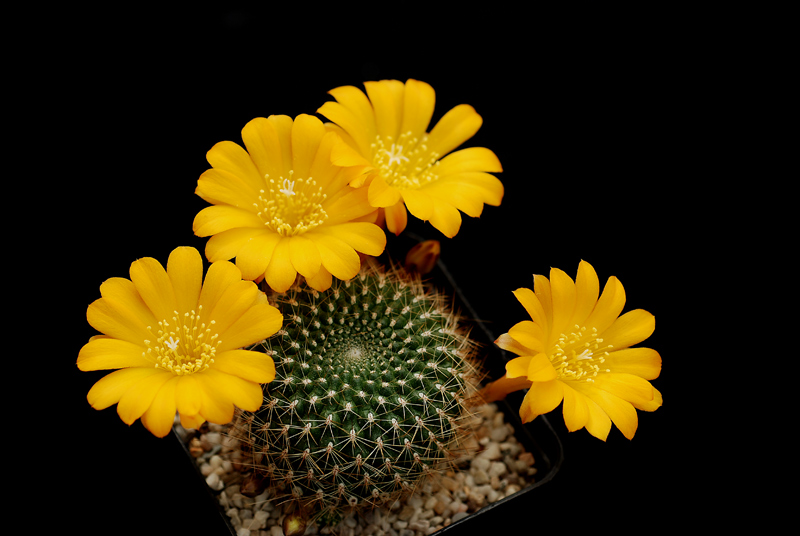 Rebutia_senilis Rebuti10