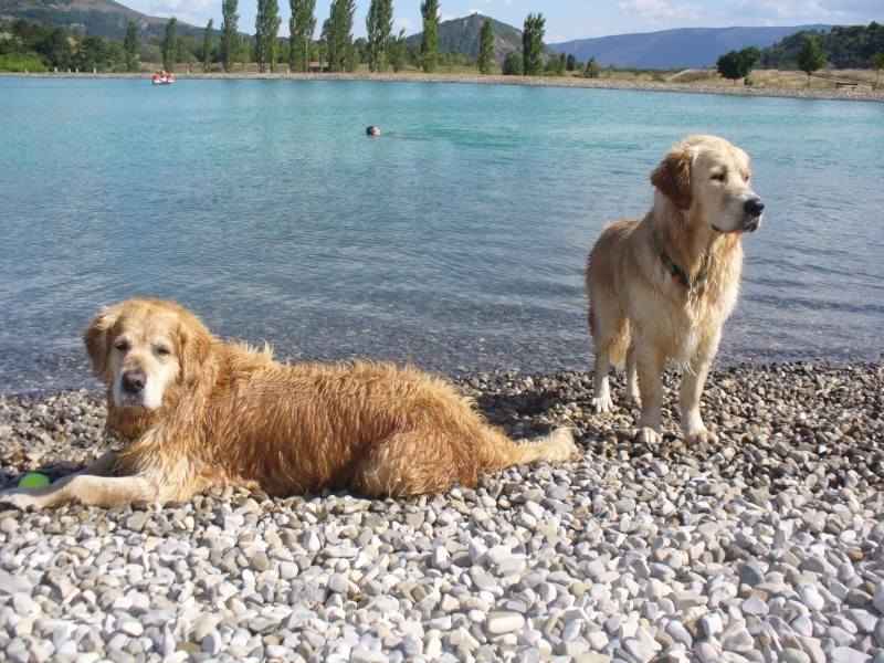 Mon site golden retriever Attent12