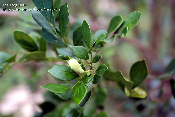 Murraya paniculata Murray11