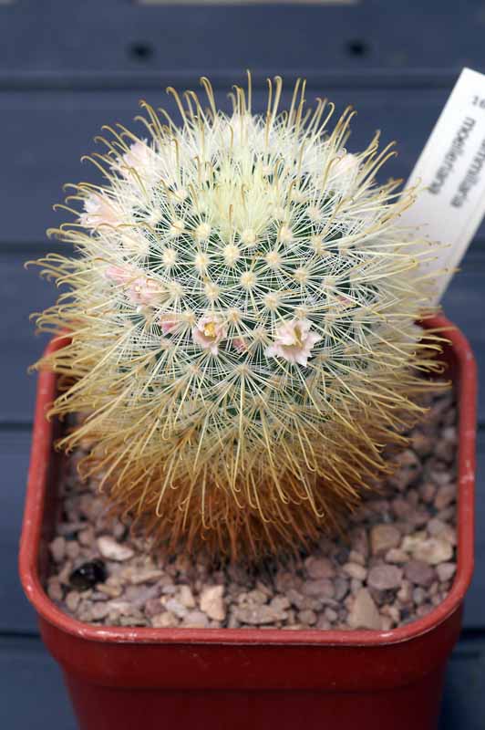 Mammillaria moelleriana Pict1112