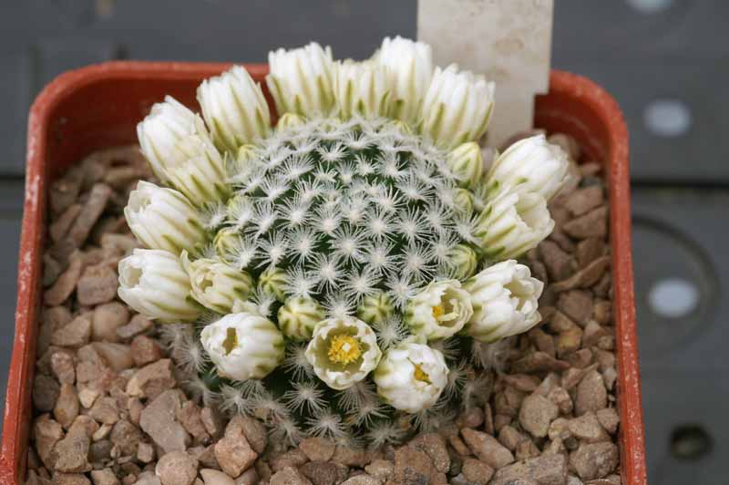 Mammillaria roemeri Pict1119