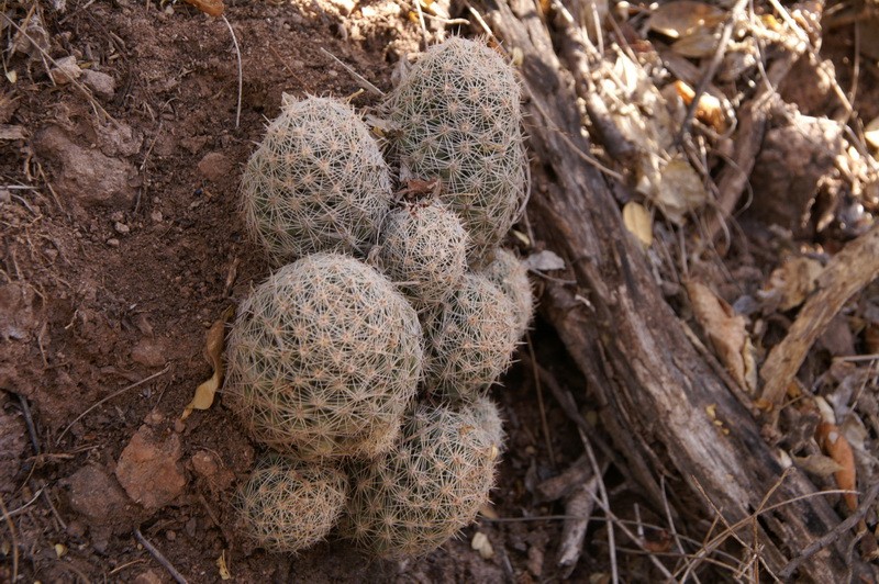 Mammillaria...........? Pict1155