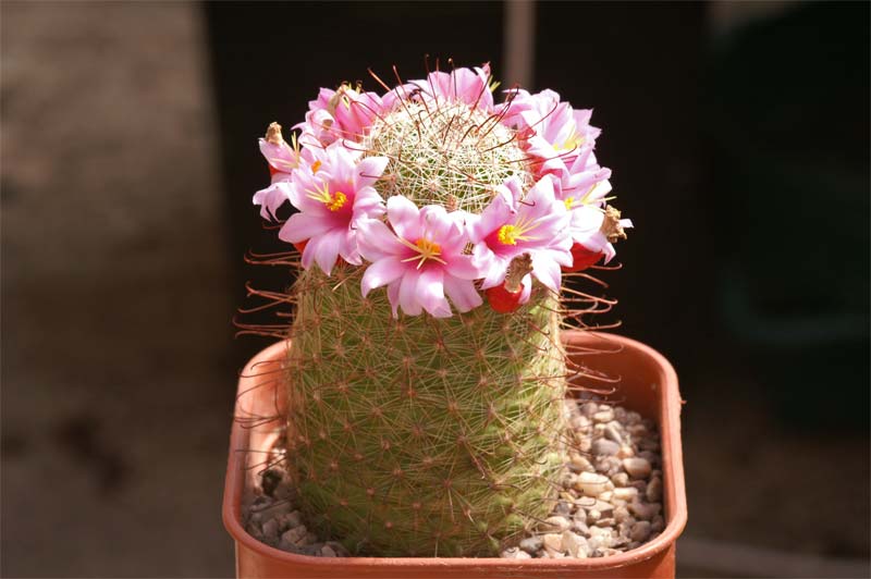 Mammillaria grahamii and a question...... Pict1613