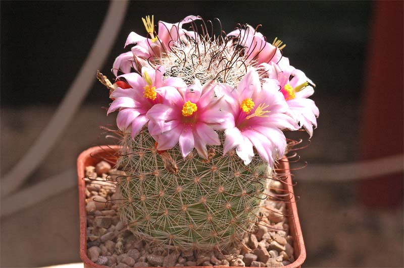 Mammillaria grahamii and a question...... Pict1614