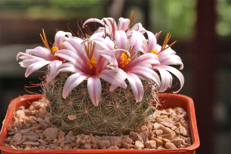 Mammillaria grahamii and a question...... Pict1615