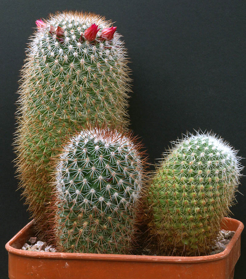 mammillaria meyranii Pict1616