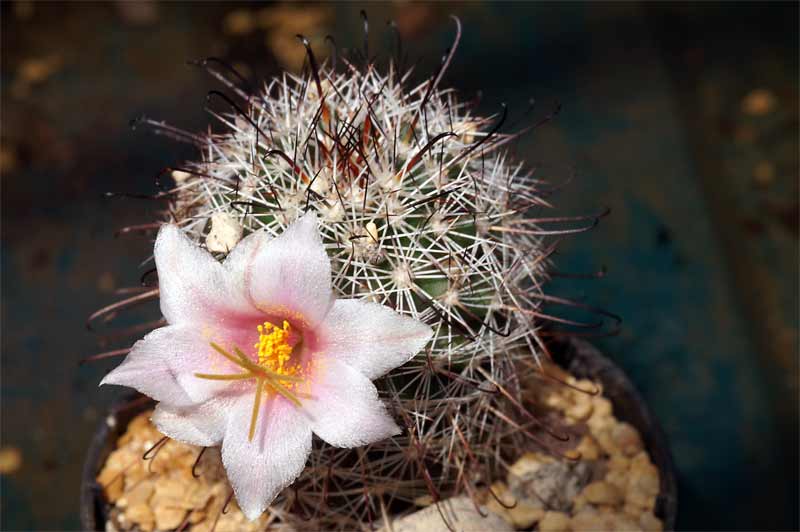 Mammillaria hutchisoniana and friends... Pict9113