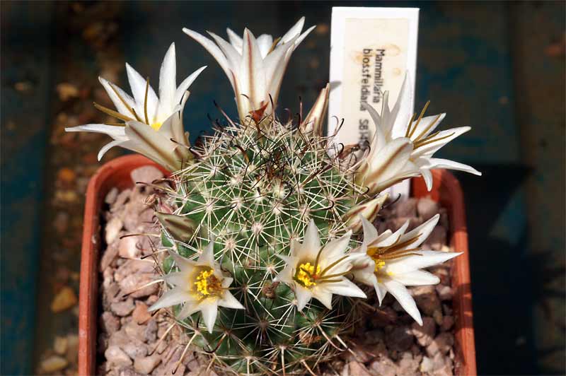 Mammillaria hutchisoniana and friends... Pict9114