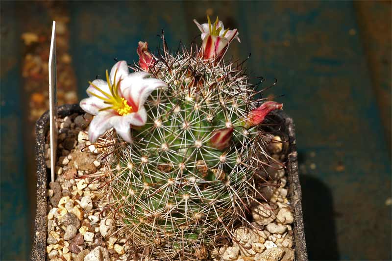 Mammillaria hutchisoniana and friends... Pict9115