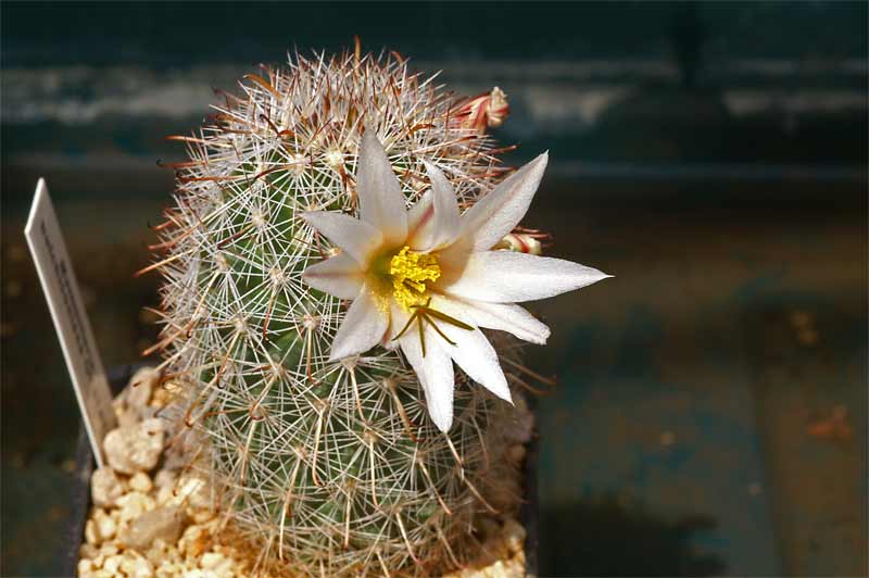 Mammillaria hutchisoniana and friends... Pict9116