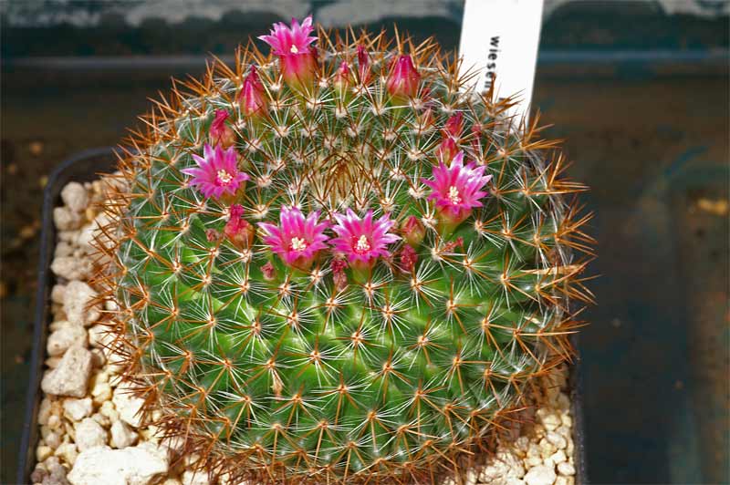 Mammillaria wiesingeri MG 945.5 Pict9120