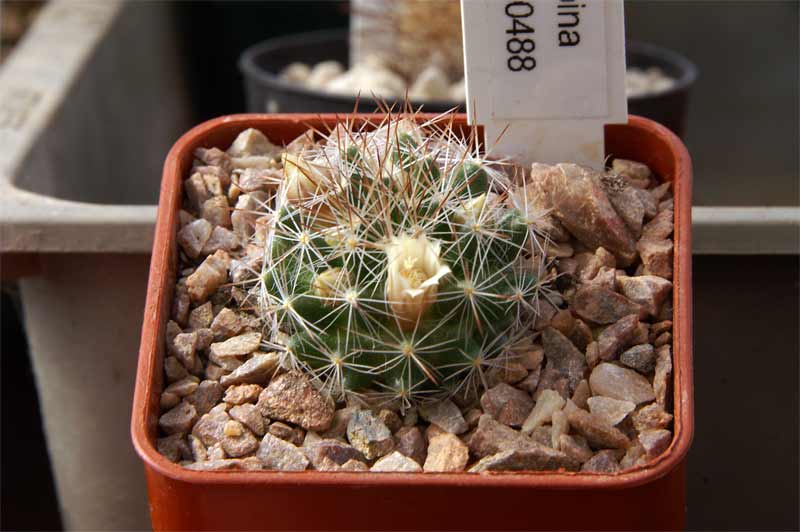 Mammillaria odehnalii Pict9711