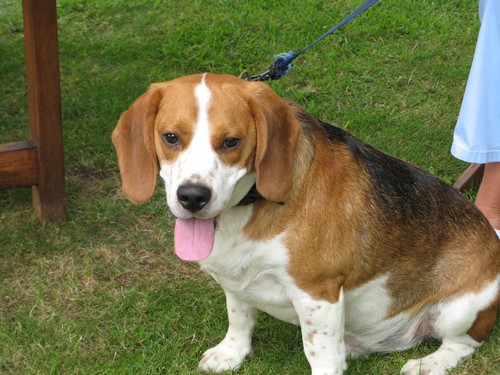 NOUGAT, beagle mâle, 2 ans (59) Img02410