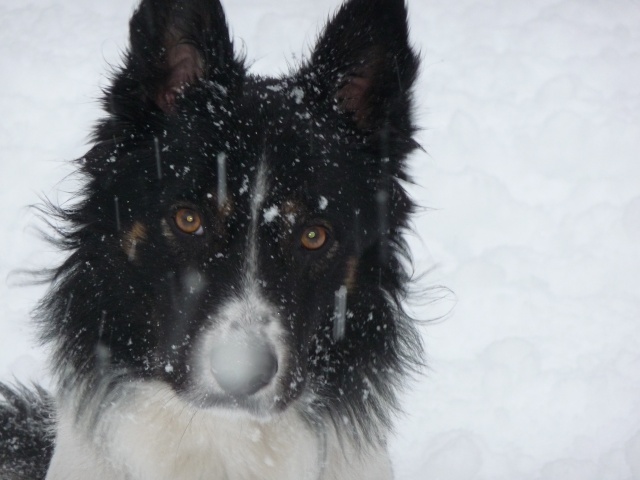 Keyra a retrouvé son foyer  -( ex "Au secours, ma chienne s'est enfuie ") - Page 32 P1020110