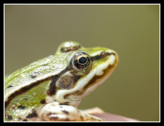 grenouille sur l'ongle _prega99