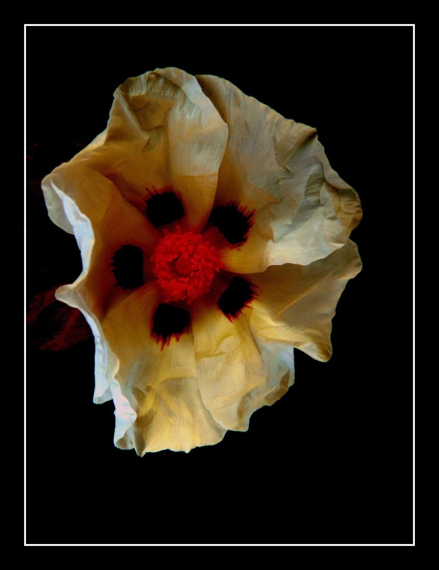 Florilège de fleurs. Domain12
